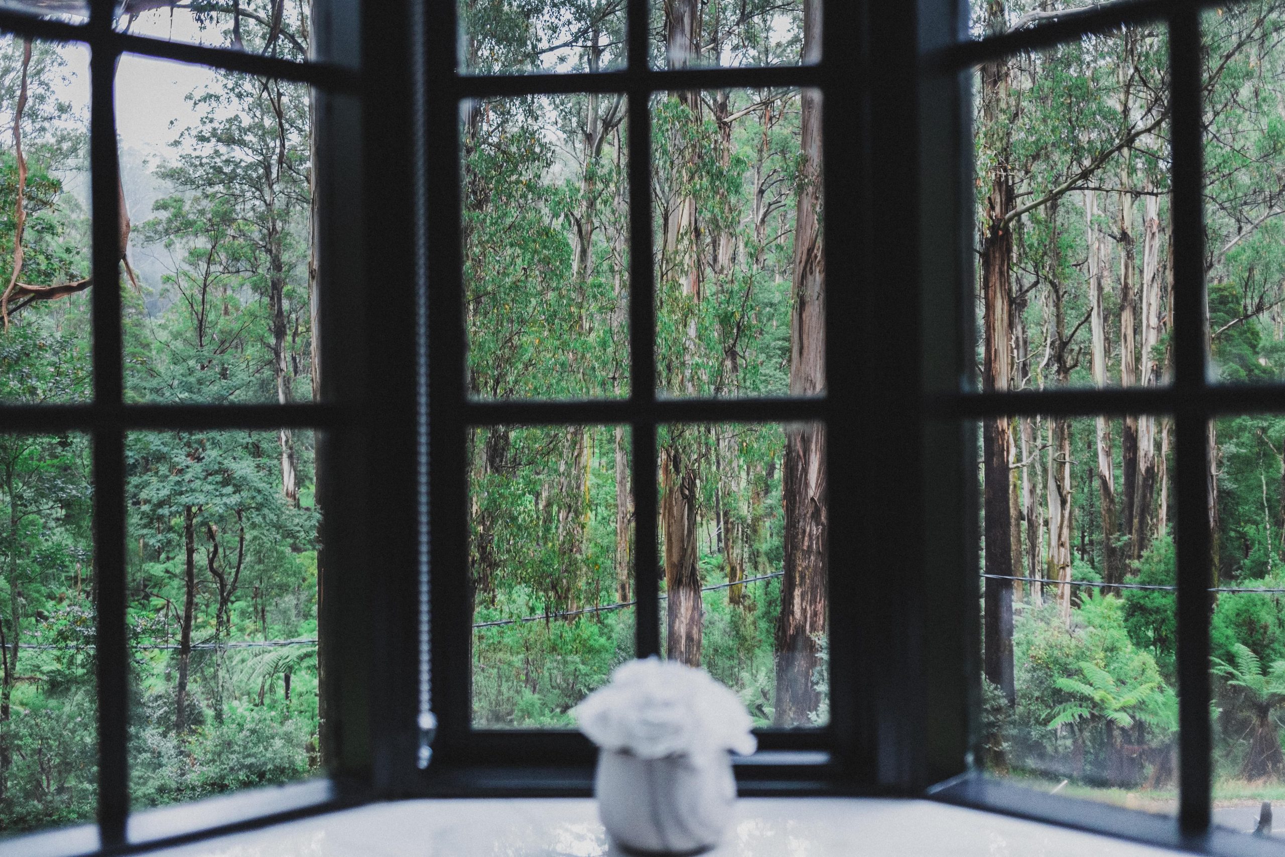 Glass windows looking into a forest | Featured Image for the Opioid Addiction Treatment Service Page on Hills & Ranges Melbourne.
